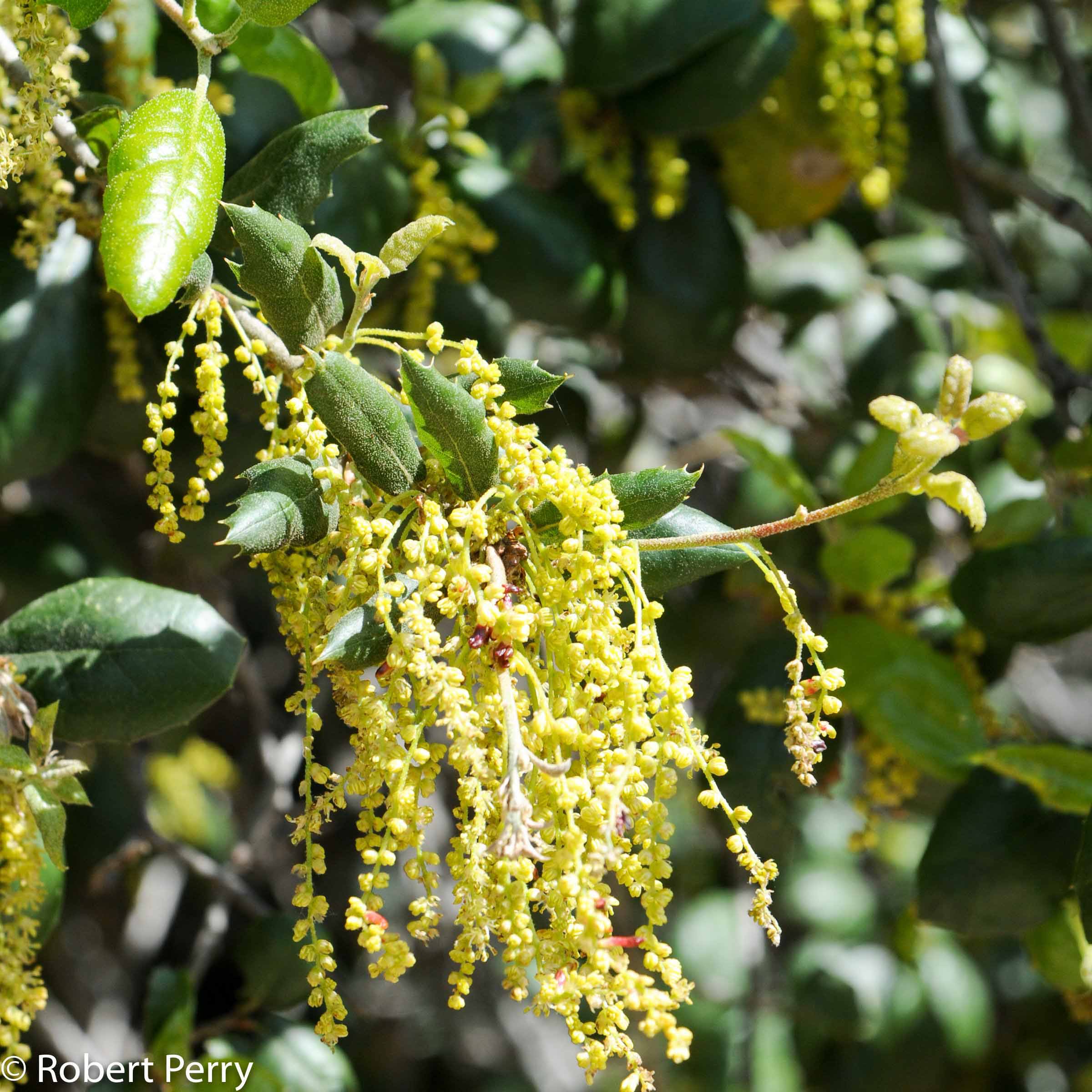 Oak flower